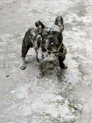 Babban Namijin French Bulldog Mai Tsarki (Shekara 1+)