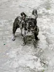 Babban Namijin French Bulldog Mai Tsarki (Shekara 1+) - 1
