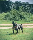 Babban Namijin French Bulldog Mai Tsarki (Shekara 1+) - 2