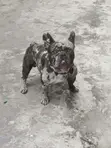 Babban Namijin French Bulldog Mai Tsarki (Shekara 1+) - 3