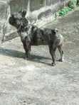 Babban Namijin French Bulldog Mai Tsarki (Shekara 1+) - 4