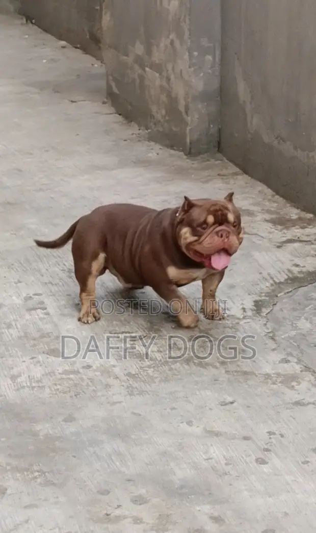 1+ Year Male Purebred American Bully - Stud Available - 1