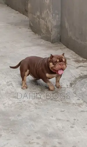 1+ Year Male Purebred American Bully - Stud Available