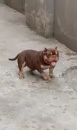 Namijin American Bully Mai Tsarki, Shekara 1+, Akwai Shi Don Zuriya - 1