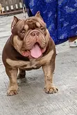 Namijin American Bully Mai Tsarki, Shekara 1+, Akwai Shi Don Zuriya - 2