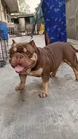 Namijin American Bully Mai Tsarki, Shekara 1+, Akwai Shi Don Zuriya - 3