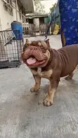 Namijin American Bully Mai Tsarki, Shekara 1+, Akwai Shi Don Zuriya - 4