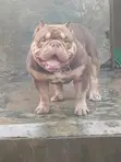 Namijin American Bully Mai Tsarki, Shekara 1+, Akwai Shi Don Zuriya - 5