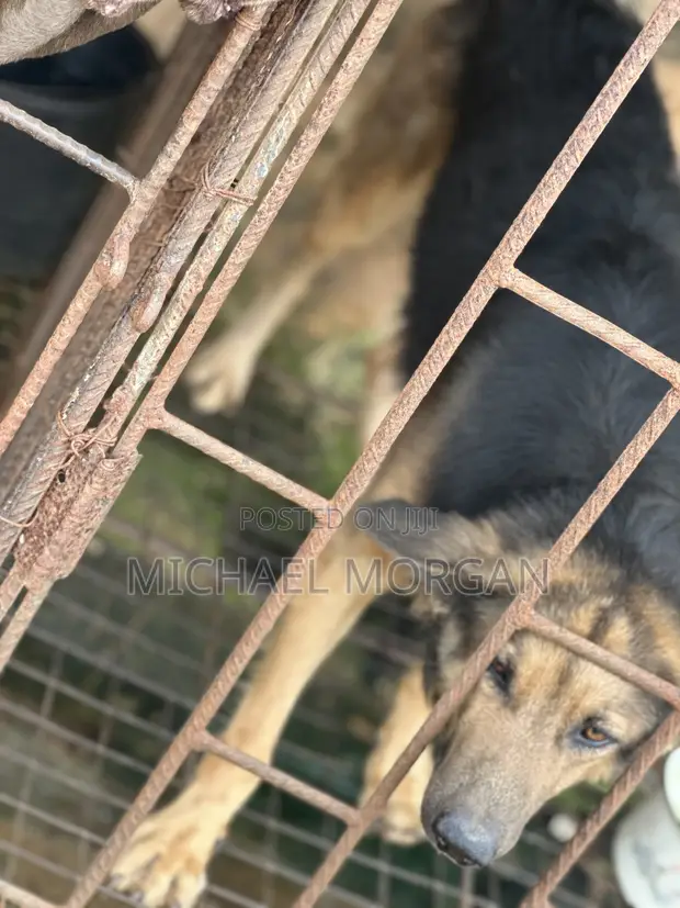 6-12 Month Male Purebred German Shepherd - 1