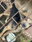 6-12 Month Male Purebred German Shepherd - 2