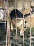 6-12 Month Male Purebred German Shepherd - 4