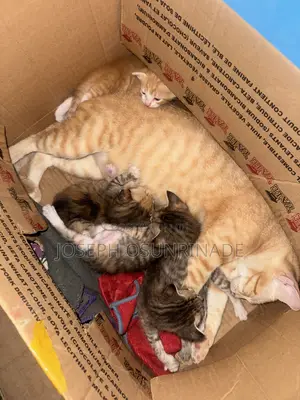 Female American Shorthair Kitten (0-1 Month)
