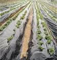 Amatropics Black Silver Plastic Mulch 1.2m x 500m (Pre-Punched Holes) - 2