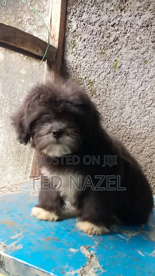 Female Purebred Lhasa Apso Puppy - 1-3 Months Old - 1