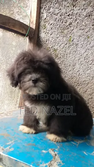 Female Purebred Lhasa Apso Puppy - 1-3 Months Old