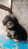 Kare Mai Tsarki Na Lhasa Apso Mace - Watan 1-3 - 1