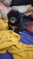 Kare Mai Tsarki Na Lhasa Apso Mace - Watan 1-3 - 2