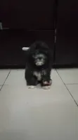 Kare Mai Tsarki Na Lhasa Apso Mace - Watan 1-3 - 3