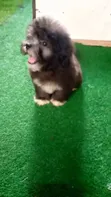 Kare Mai Tsarki Na Lhasa Apso Mace - Watan 1-3 - 4