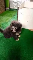 Kare Mai Tsarki Na Lhasa Apso Mace - Watan 1-3 - 5