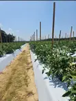 Amatropics Black/Silver Plastic Mulch Film (1.2m x 500m, 35 Microns) - 3