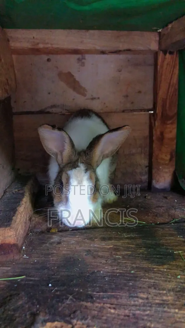Adorable Rabbits for Sale - Healthy & Friendly - 1