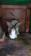 Adorable Rabbits for Sale - Healthy & Friendly - 1