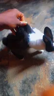 Adorable Rabbits for Sale - Healthy & Friendly - 2