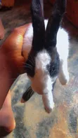 Adorable Rabbits for Sale - Healthy & Friendly - 3