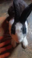 Adorable Rabbits for Sale - Healthy & Friendly - 4