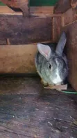 Adorable Rabbits for Sale - Healthy & Friendly - 5