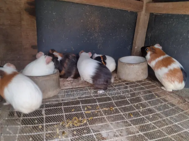 Adorable Guinea Pigs Ready for New Homes - 1