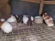 Adorable Guinea Pigs Ready for New Homes - 1