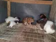 Adorable Guinea Pigs Ready for New Homes - 2