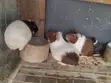 Adorable Guinea Pigs Ready for New Homes - 3