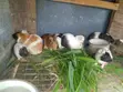 Adorable Guinea Pigs Ready for New Homes - 4