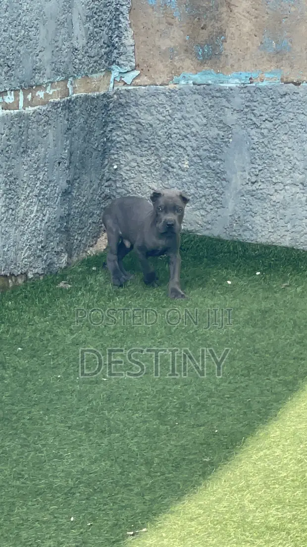 Purebred Cane Corso Puppy (1-3 Months) - 1