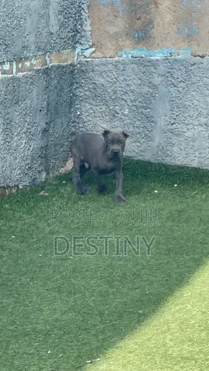 Purebred Cane Corso Puppy (1-3 Months)