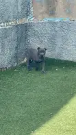Purebred Cane Corso Puppy (1-3 Months) - 1