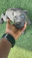 Purebred Cane Corso Puppy (1-3 Months) - 2