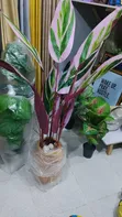 Princess Flowers Kayayyakin Kwalliya - 1