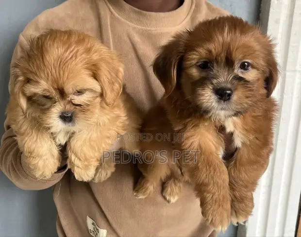 Purebred Lhasa Apso Puppy - 1-3 Months Old - 1