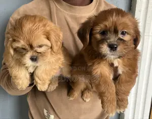 Karengiya ta Lhasa Apso - Wata 1-3 Da Haifuwa
