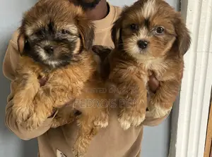 Zuriya Lhasa Apso Yarinya, Wata 1-3 Da Haihuwa, Namiji