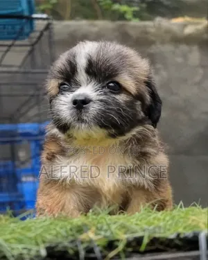 Purebred Lhasa Apso Puppy - 1-3 Months Old