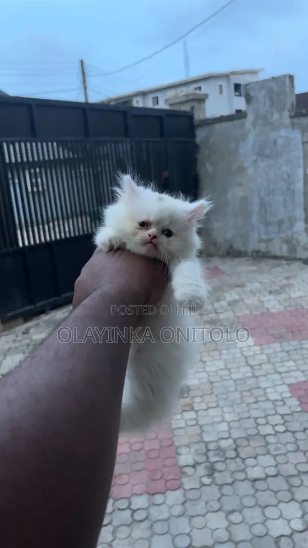 Kare-karen Persian Mai Tsarki (Wata 1-3) - 1