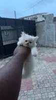 Kare-karen Persian Mai Tsarki (Wata 1-3) - 1