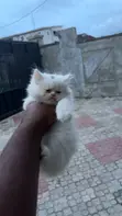 Kare-karen Persian Mai Tsarki (Wata 1-3) - 2