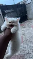 Kare-karen Persian Mai Tsarki (Wata 1-3) - 3
