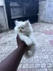 Kare-karen Persian Mai Tsarki (Wata 1-3) - 4